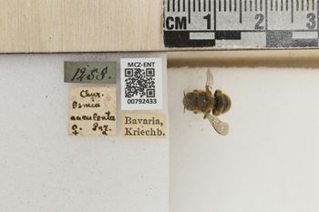 Media type: image;   Entomology 792433 Aspect: Labels